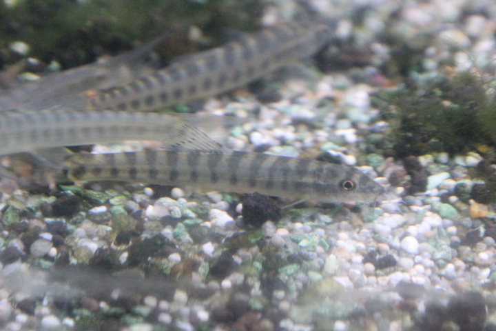 Grey-banded loach (Nemacheilus selangoricus)