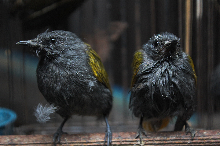 Grey-bellied bulbul (Ixodia cyaniventris cyaniventris)