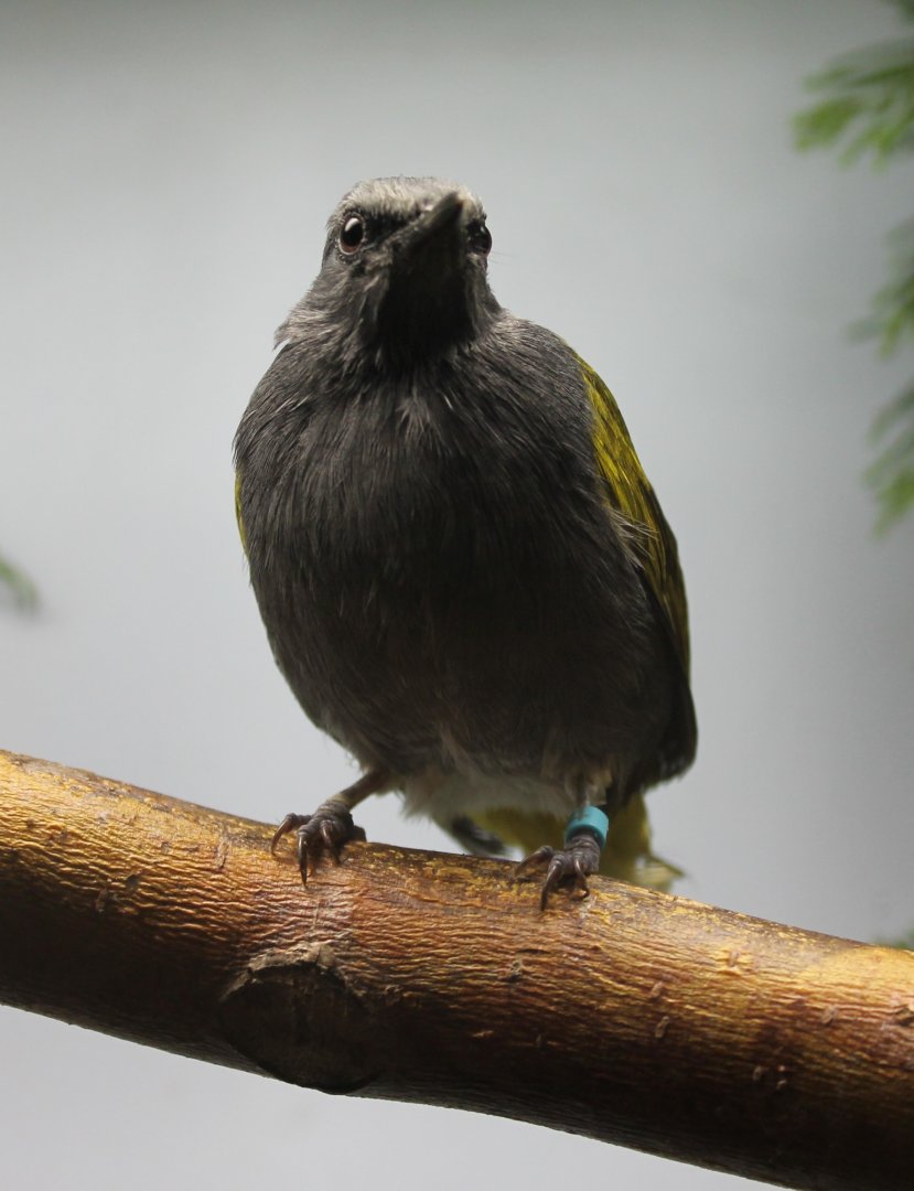 Grey-bellied bulbul - Pycnonotus cyaniventris