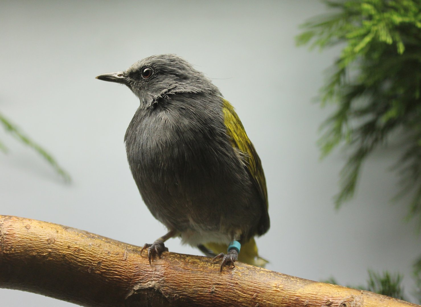 Grey-bellied bulbul - Pycnonotus cyaniventris