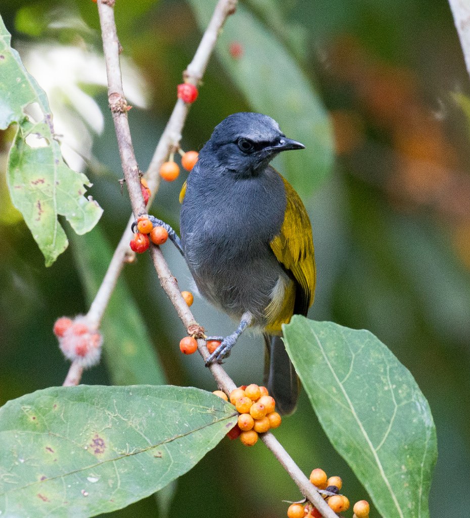Grey-bellied Bulbul
