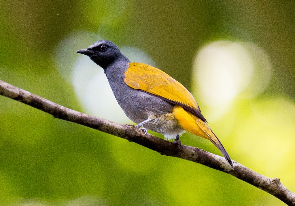 Grey-bellied Bulbul