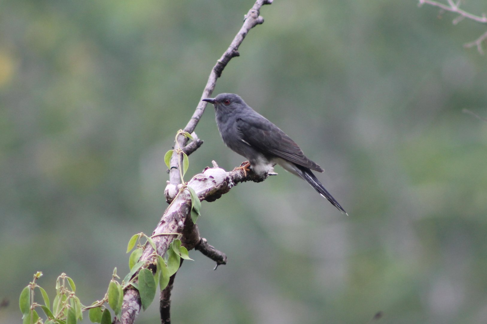 Grey-bellied Cuckoo (Cacomantis passerinus)