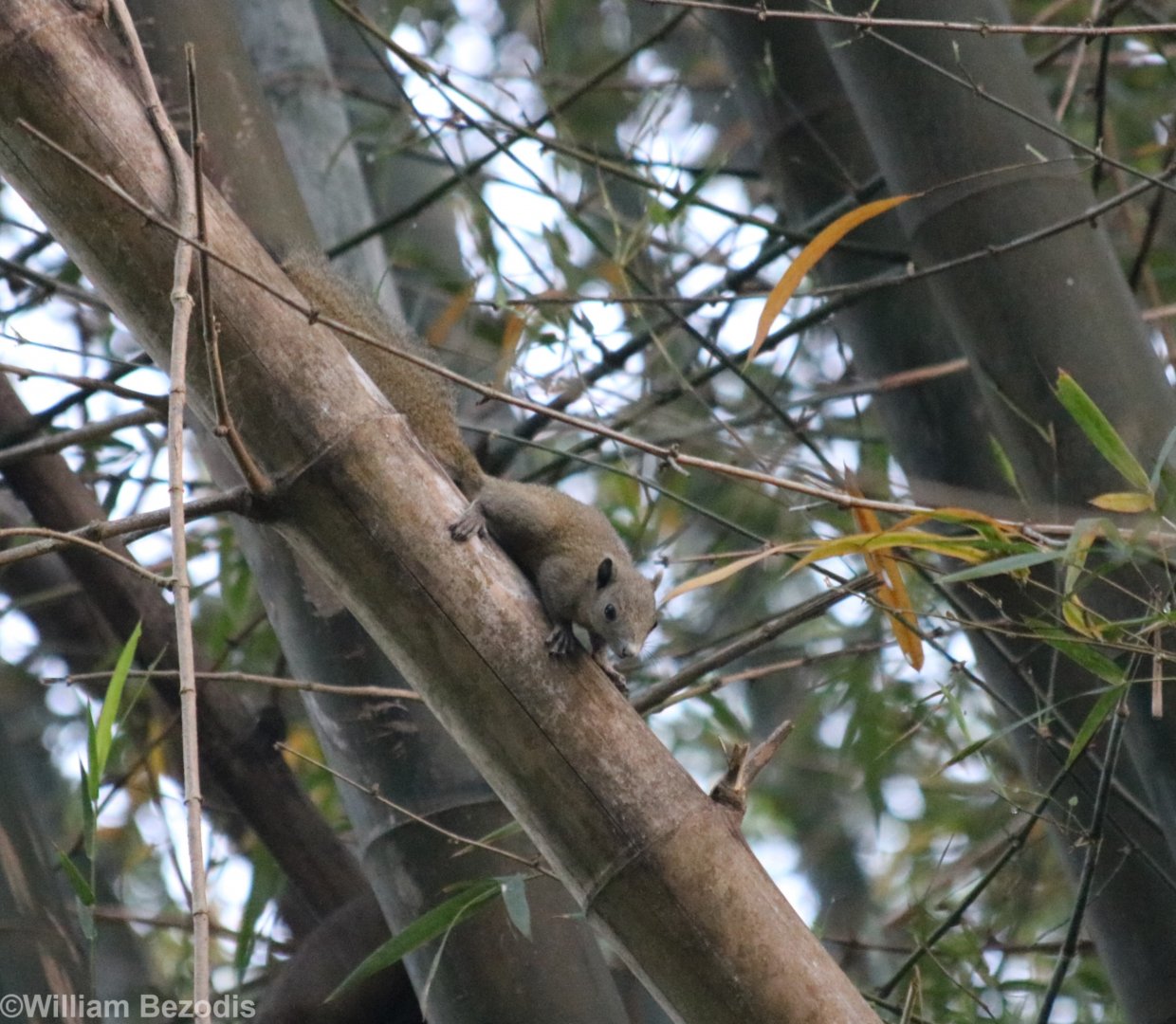 Grey-bellied Squirrel - Baan Maka Chalets