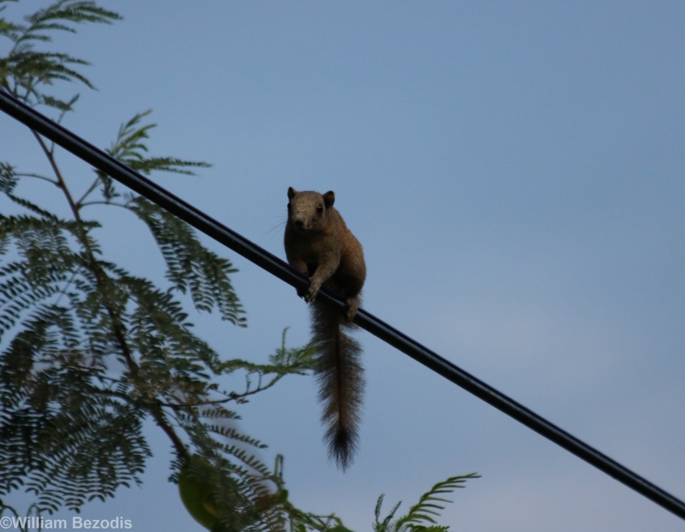 Grey-bellied Squirrel - Baan Maka Chalets