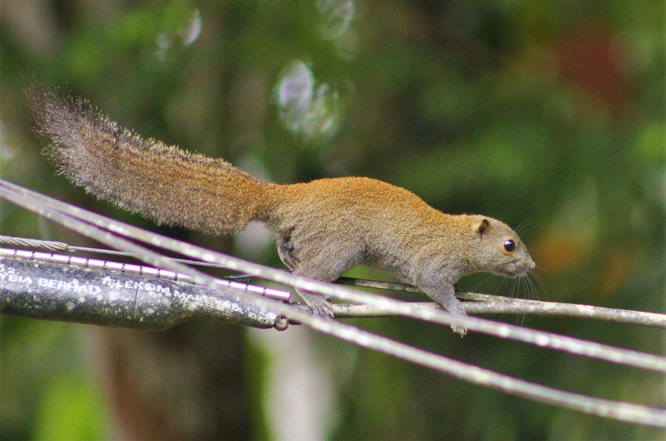 Grey-bellied Squirrel (Callosciurus caniceps)