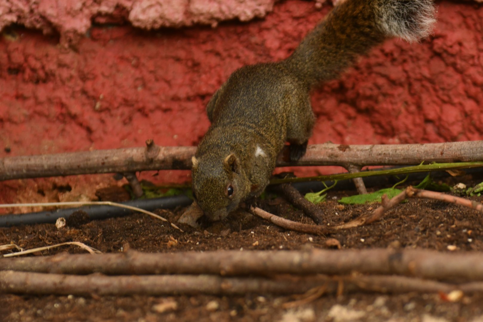 Grey-bellied squirrel (Callosciurus caniceps)