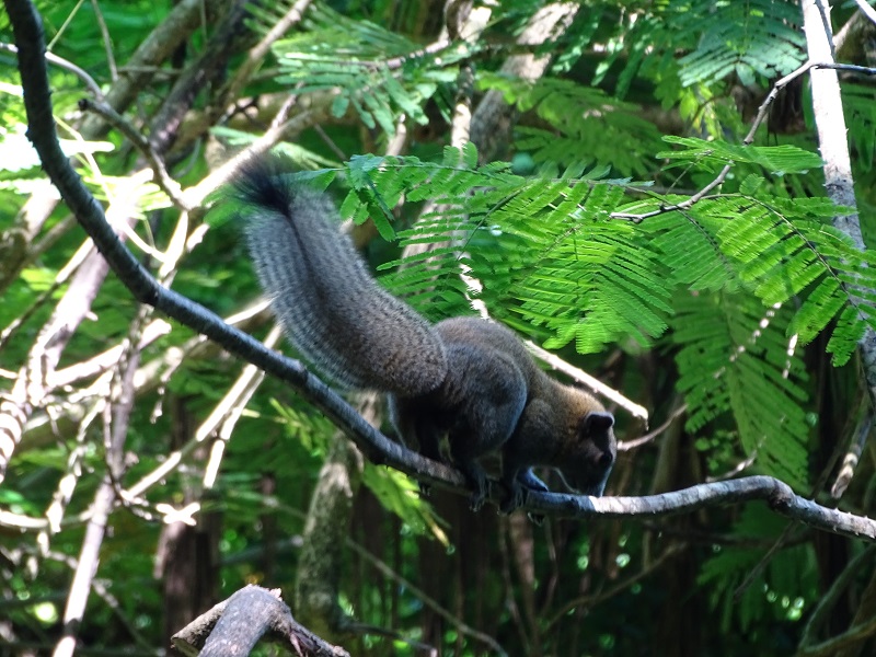 Grey-bellied squirrel (Callosciurus caniceps)
