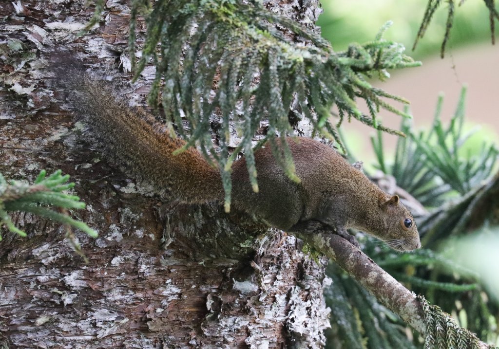Grey-bellied Squirrel