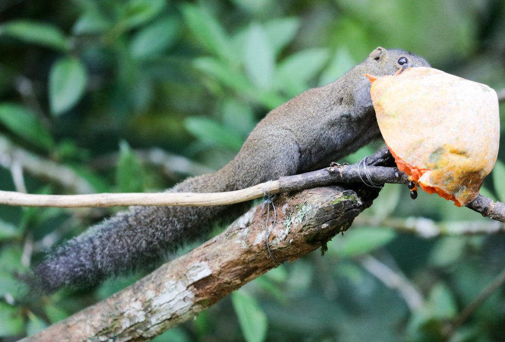 Grey-bellied Squirrel