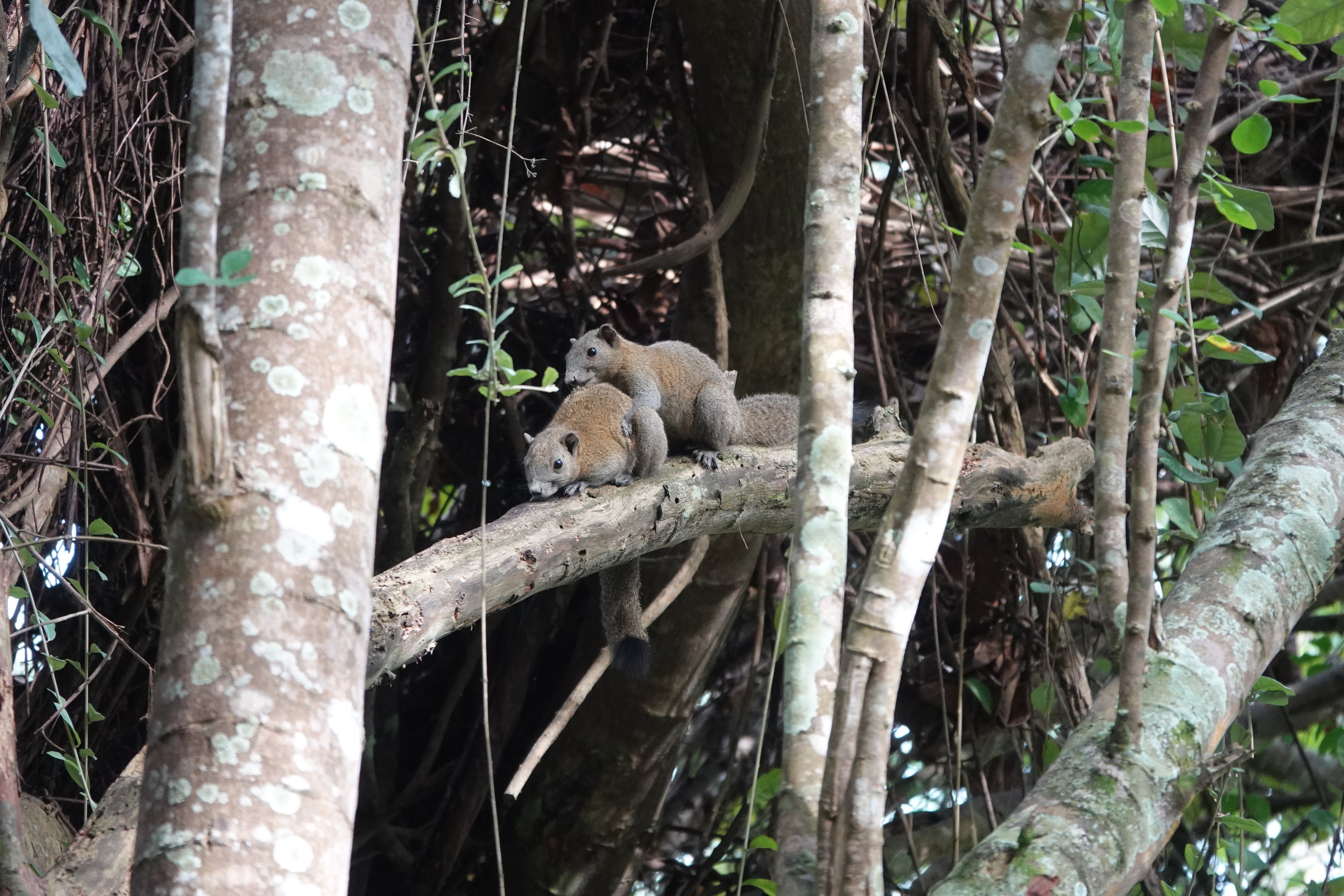 Grey-bellied Squirrel