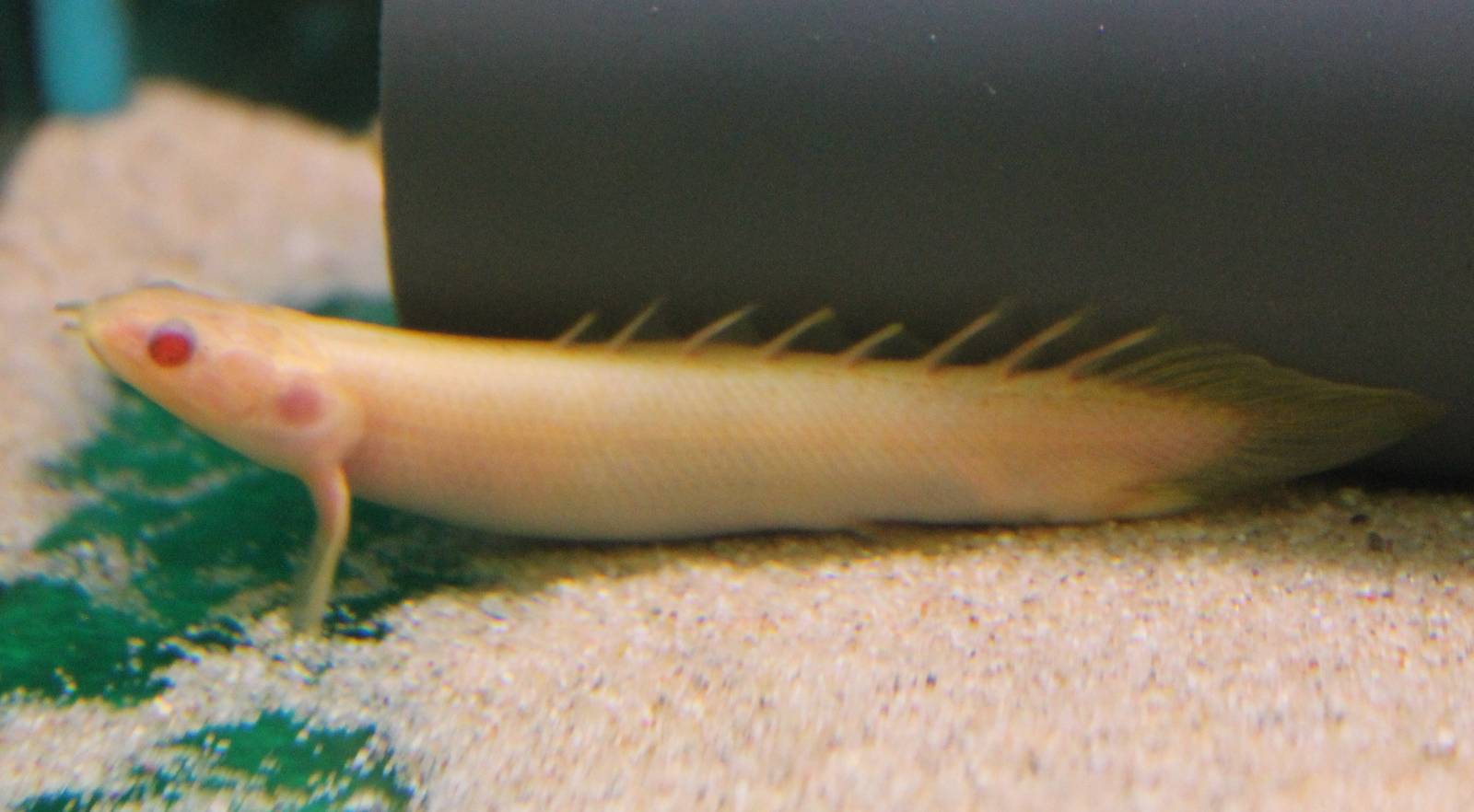 Grey bichir - albino