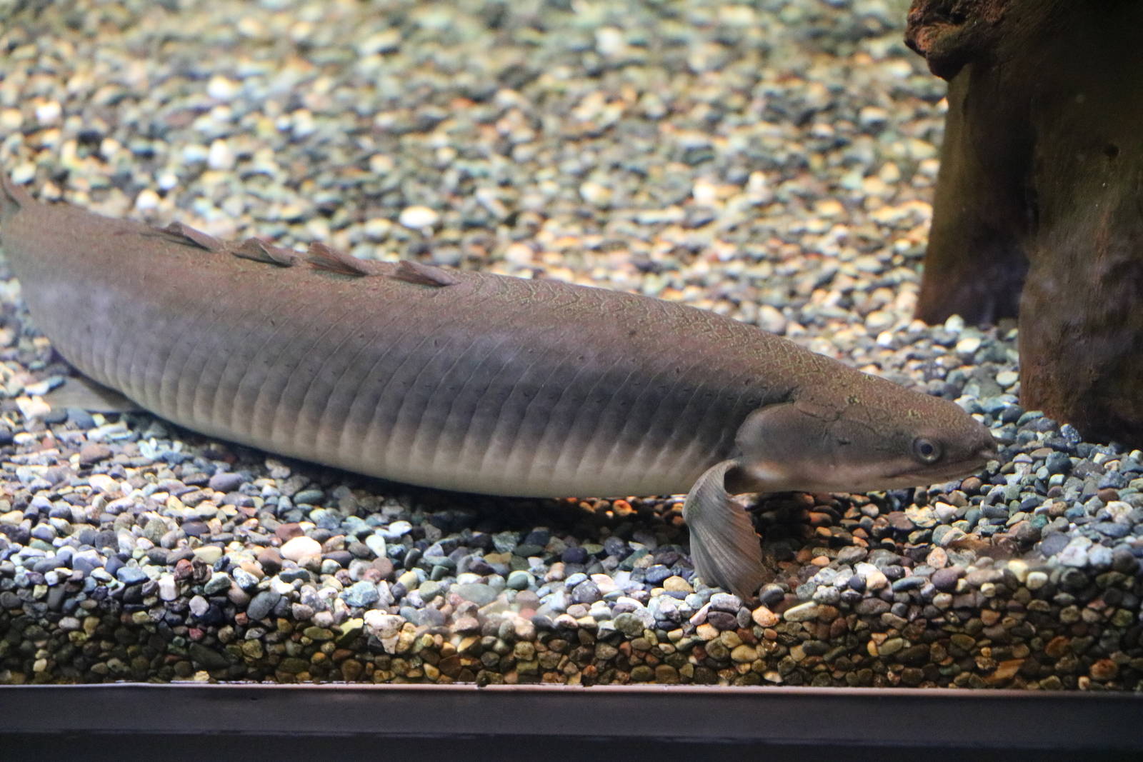 Grey bichir - EPSON Aqua Park, February 2016