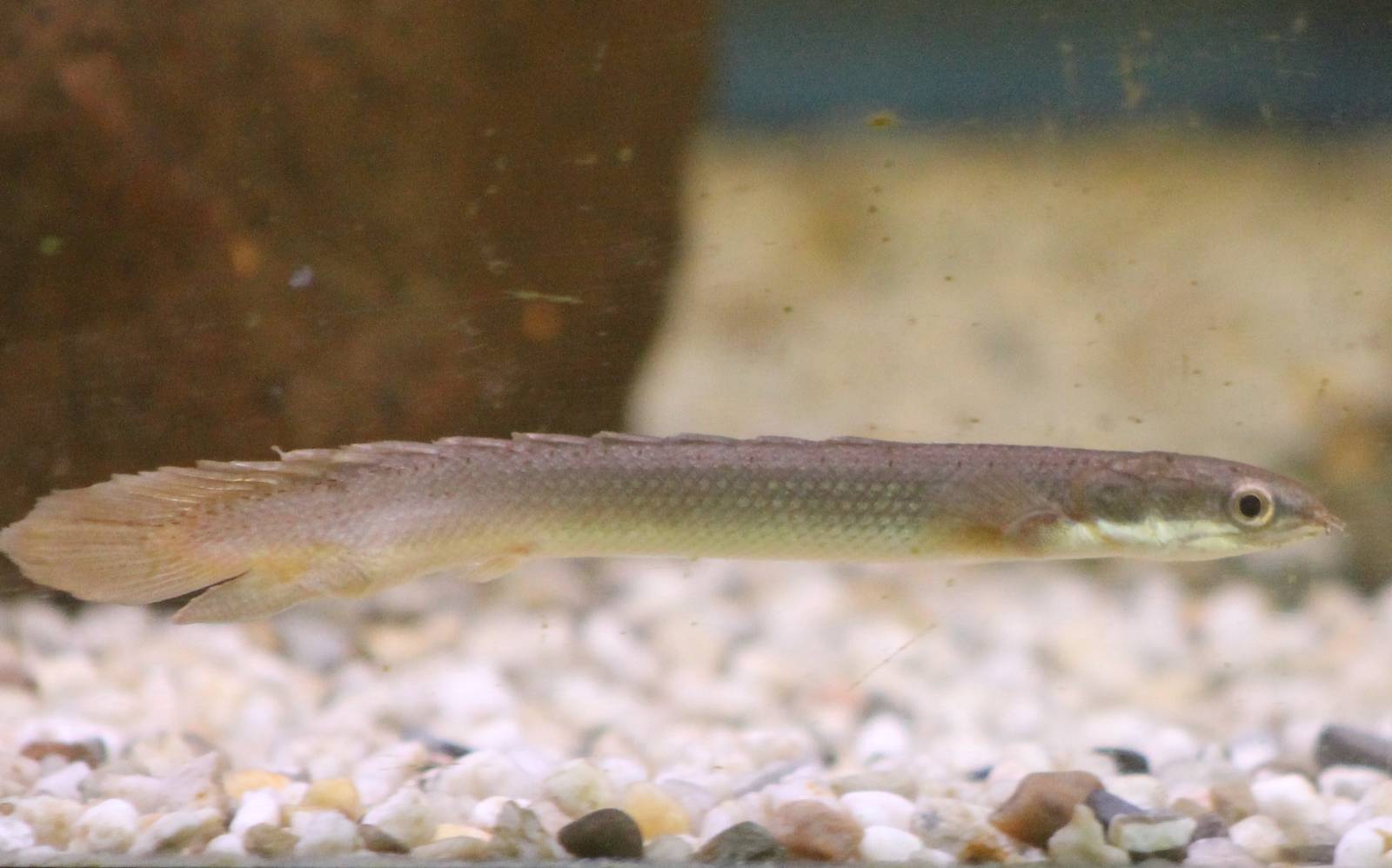 Grey bichir Polypterus senegalus