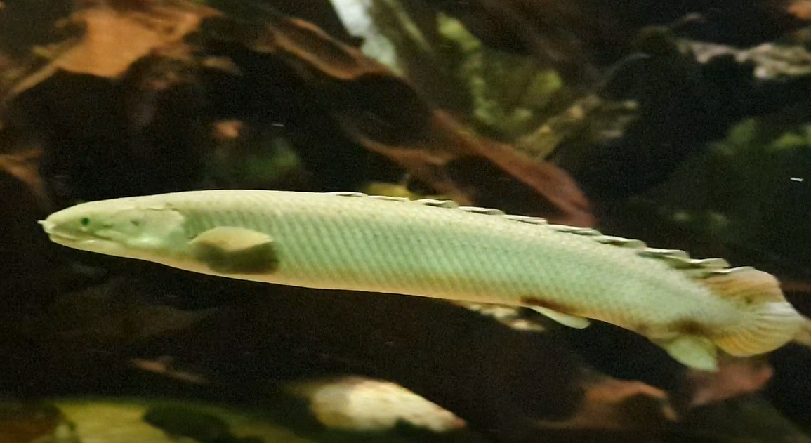Grey bichir - Polypterus senegalus
