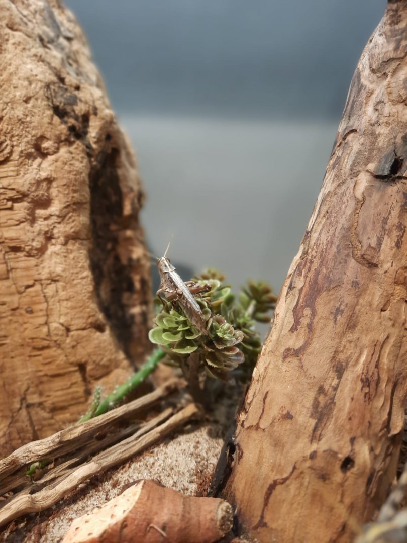 Grey bird grasshopper Enclosure