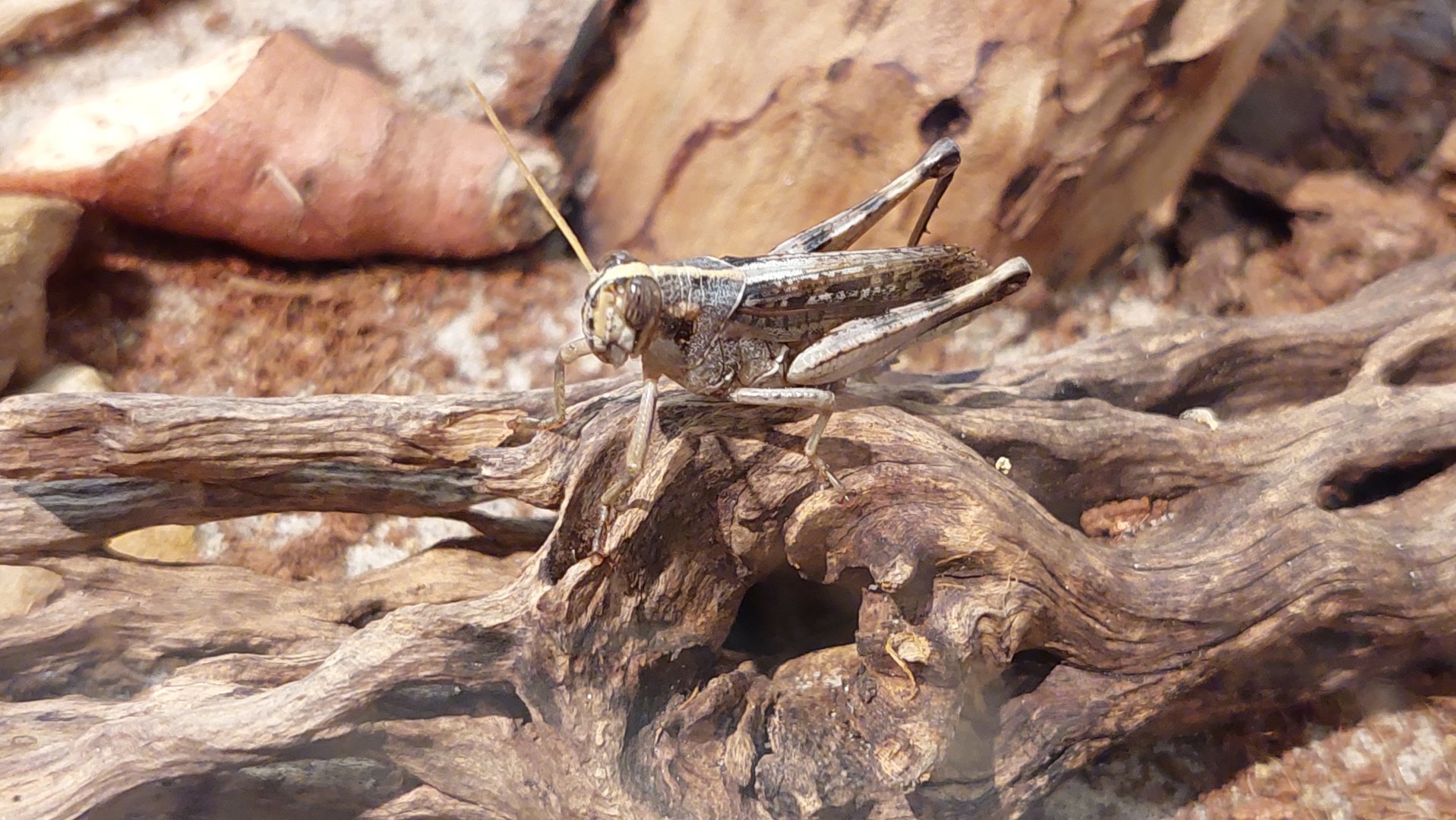 Grey bird grasshopper (Schistocerca nitens)