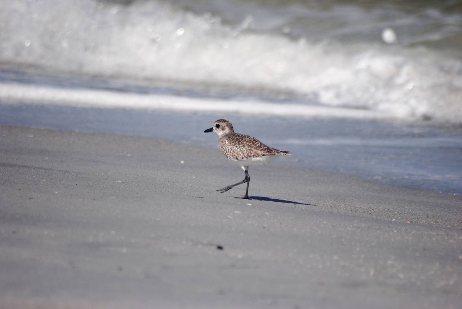 Grey (Black-bellied) Plover, Cayo Costa, October 2013