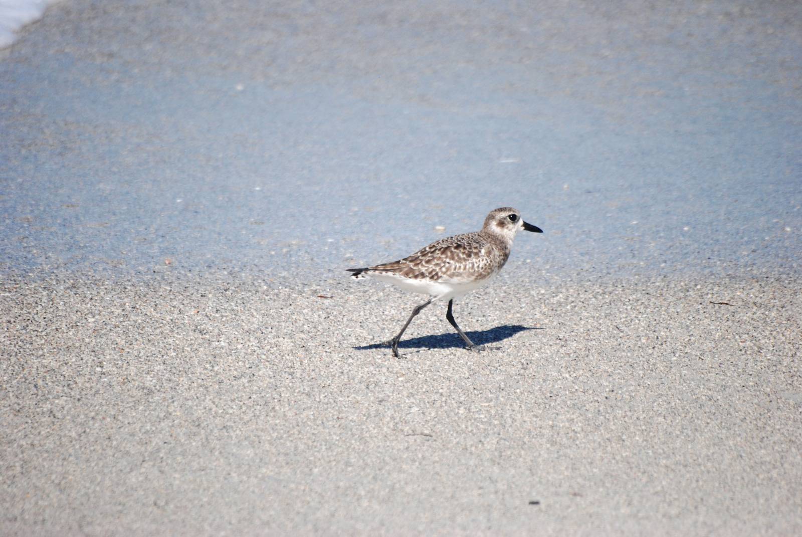 Grey (Black-bellied) Plover, Cayo Costa, October 2013