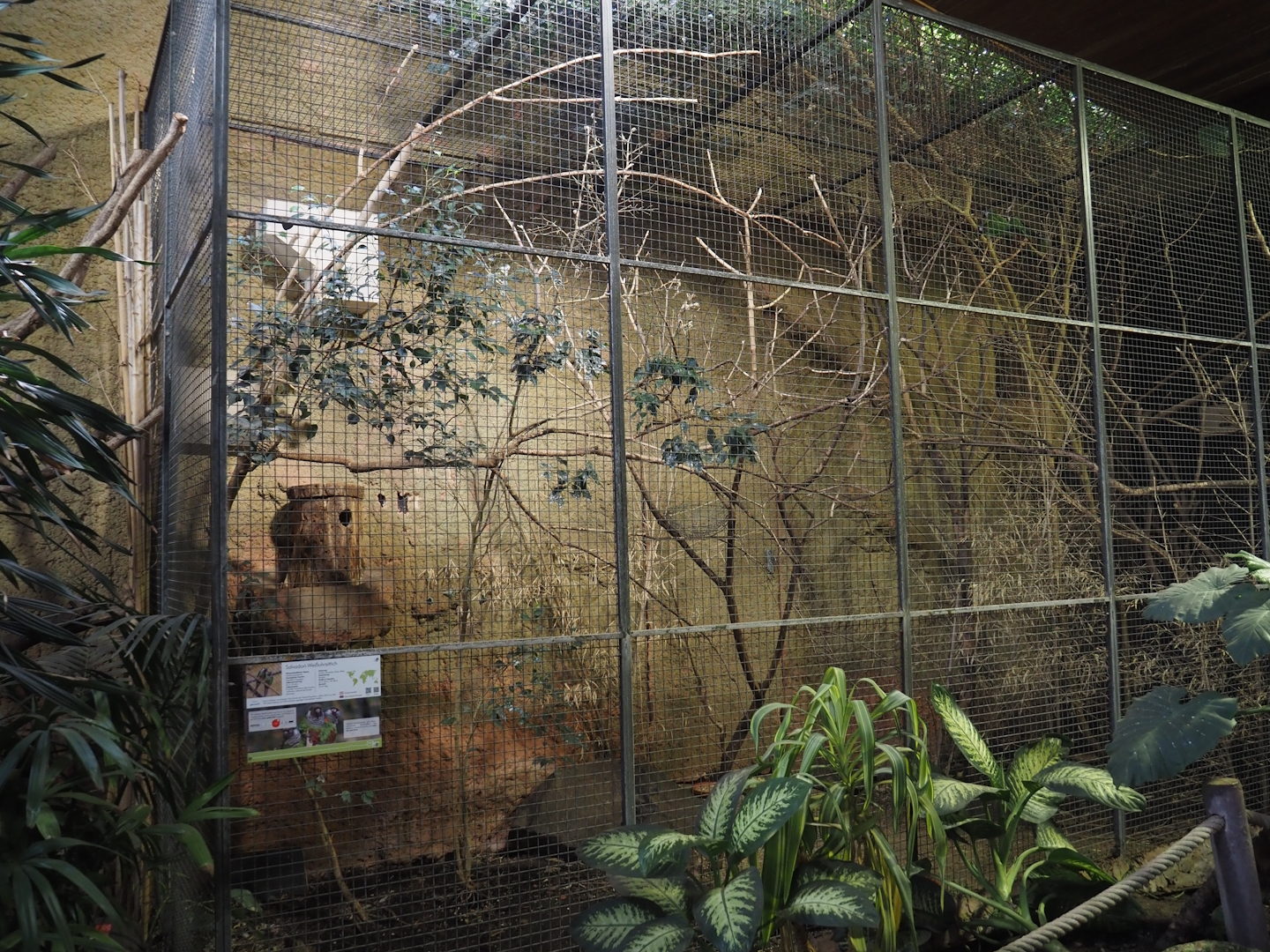 Grey-breasted conure and Bar-shouldered dove aviary, 2024-06-08