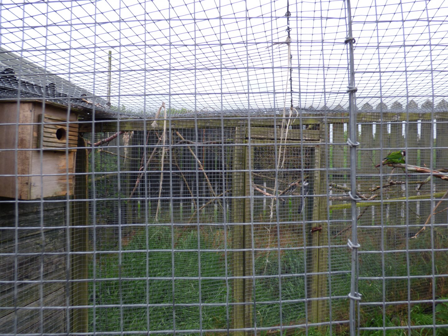 Grey Breasted Conure Aviary with Von der Derken Hornbill in background