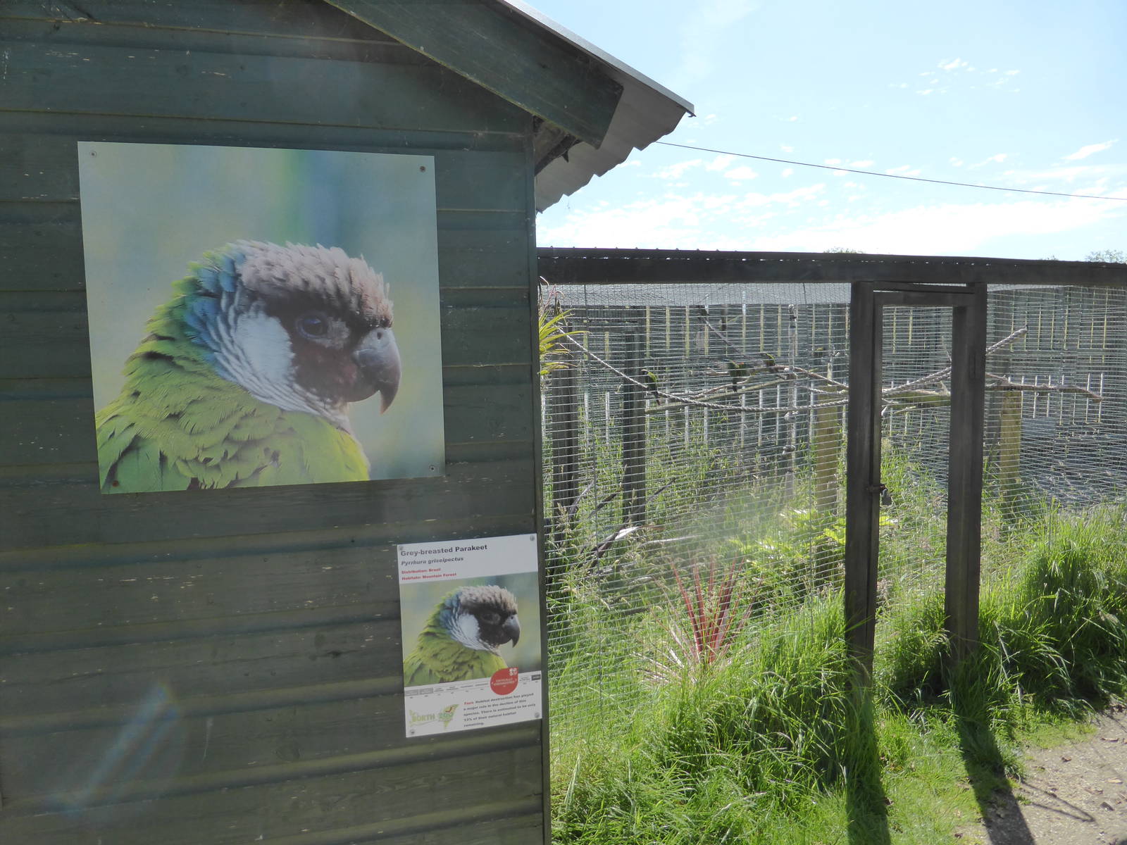 Grey-breasted conure aviary .
