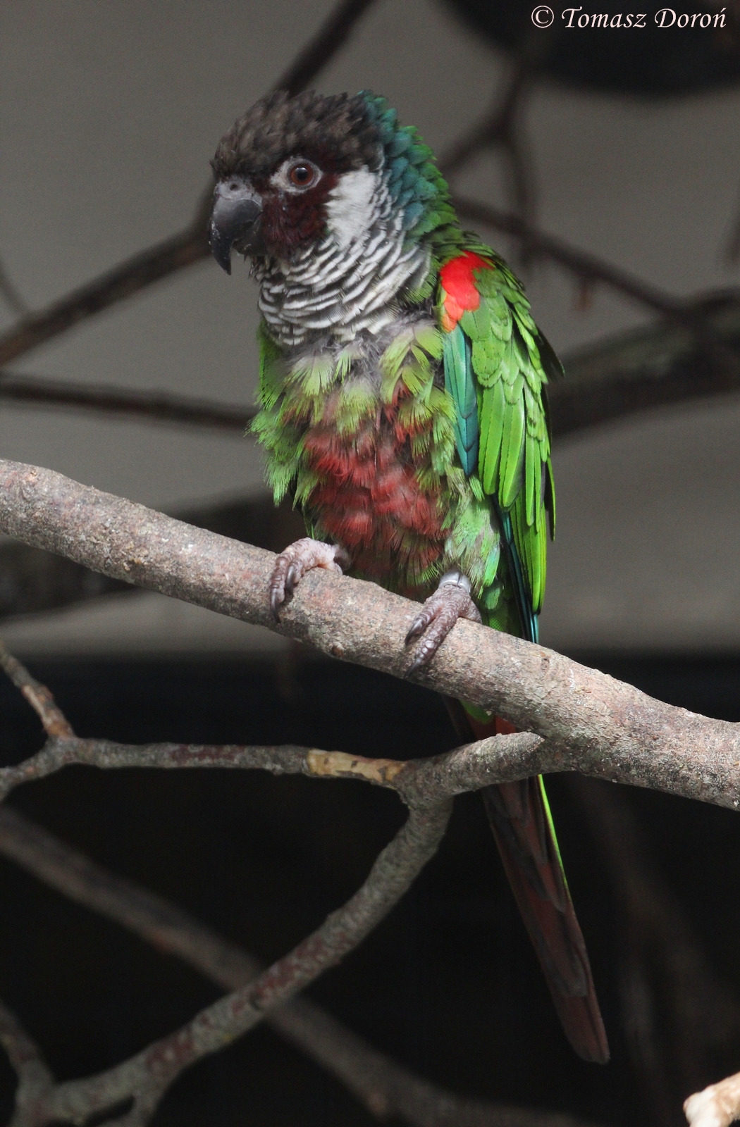 Grey-breasted Conure (Pyrrhura griseipectus), October 2015
