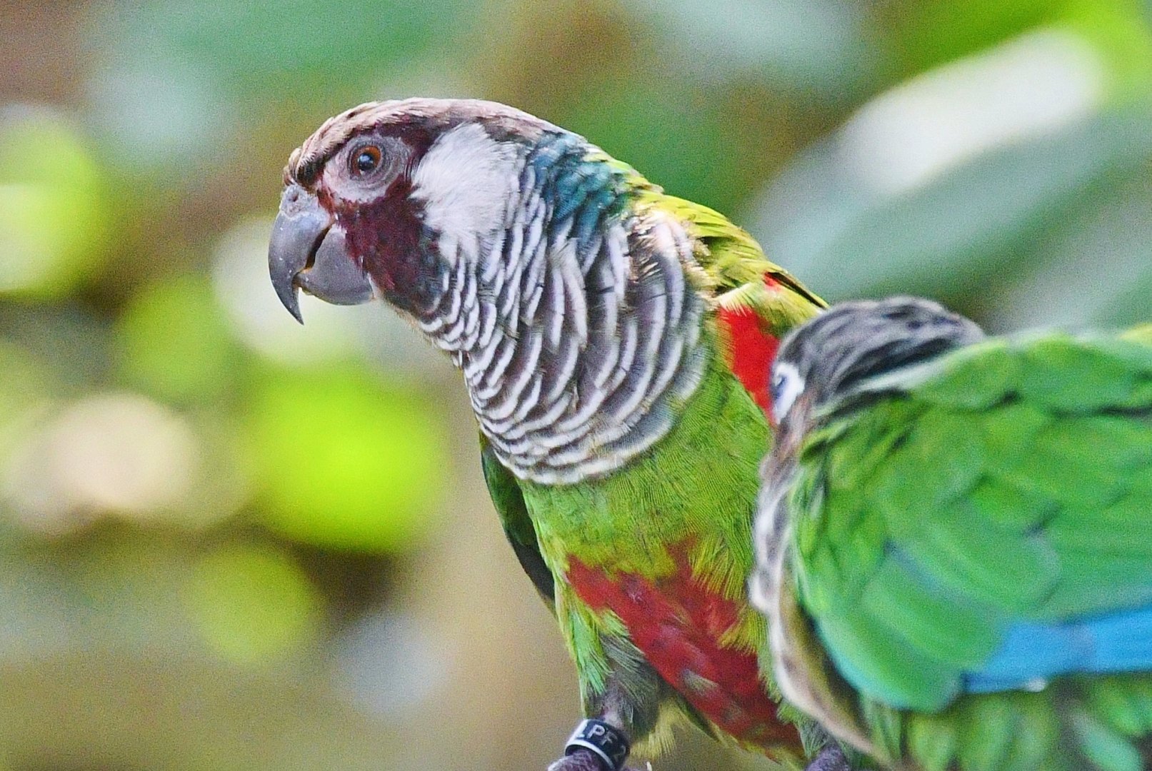 Grey-breasted Conure (Pyrrhura griseipectus)
