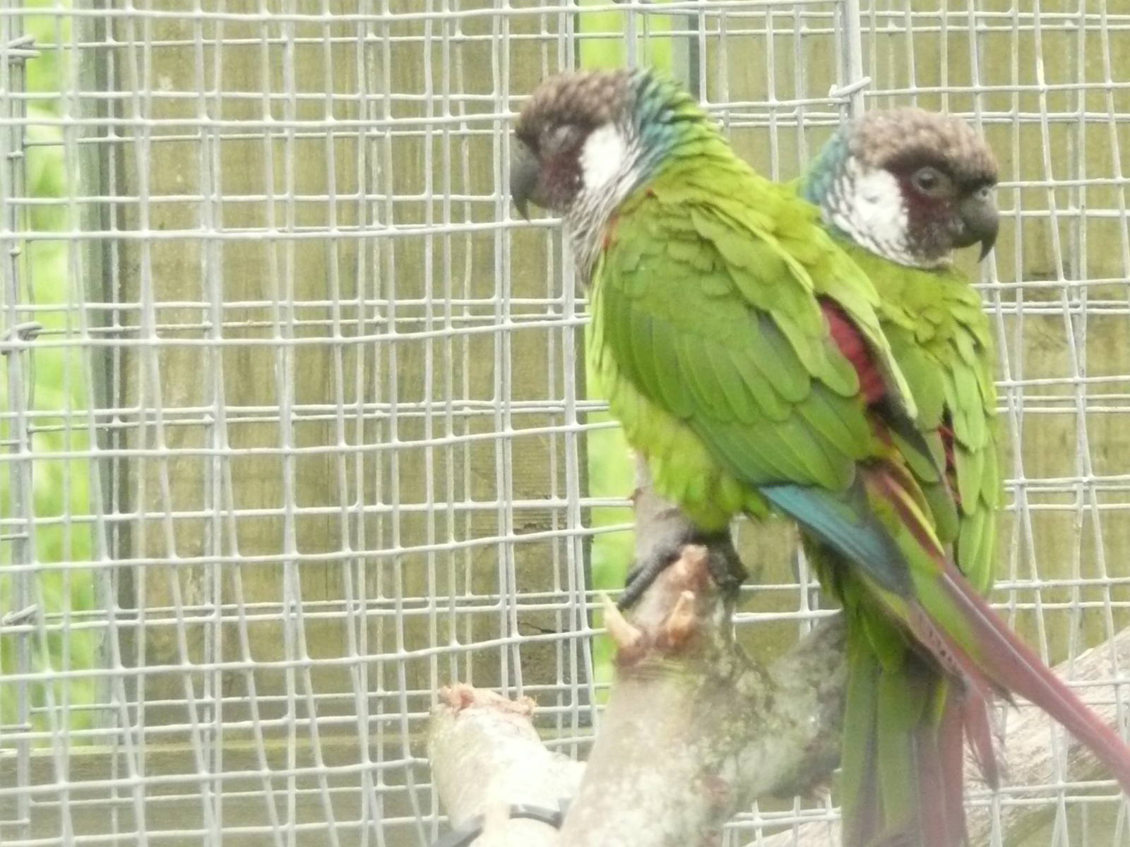 Grey-breasted conure