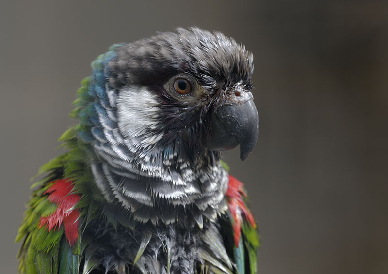 Grey-breasted conure