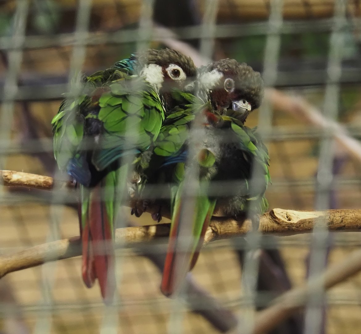 Grey-breasted conures (Pyrrhura griseipectus), 2024-06-08