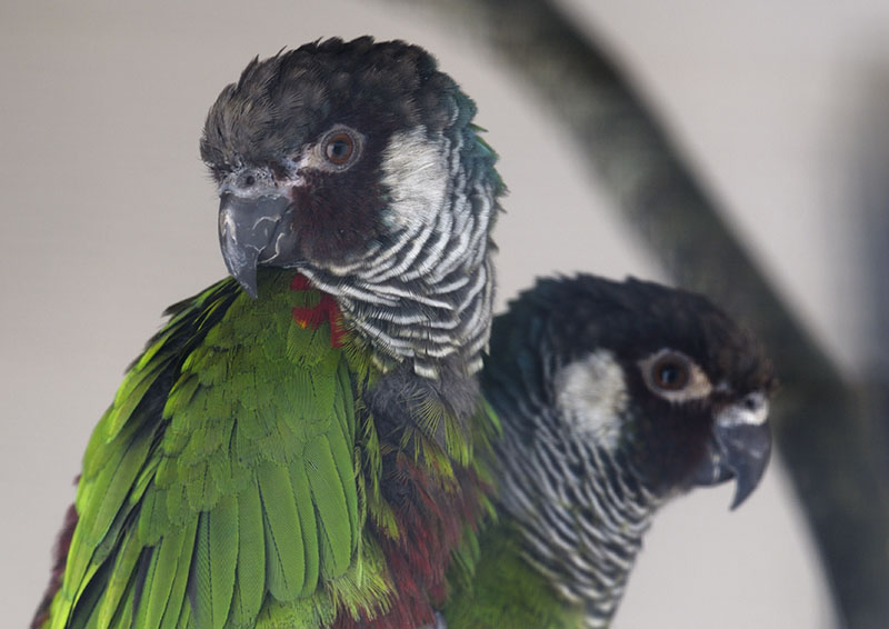 Grey-breasted conures