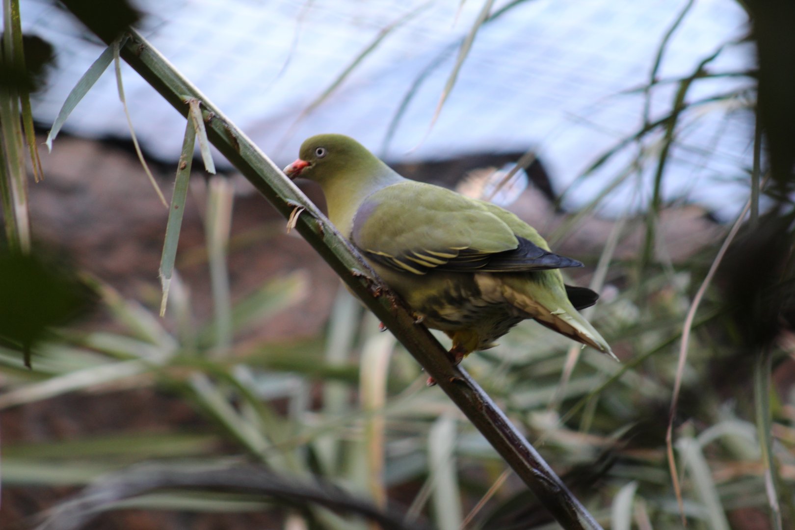 Grey-Breasted Green-Pigeon