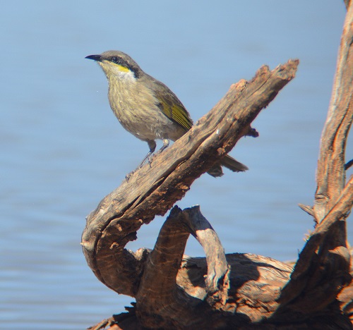 Grey-breasted honeyeater