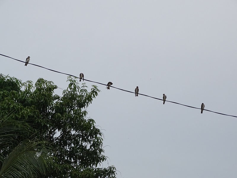 Grey-breasted martin (Progne chalybea chalybea)