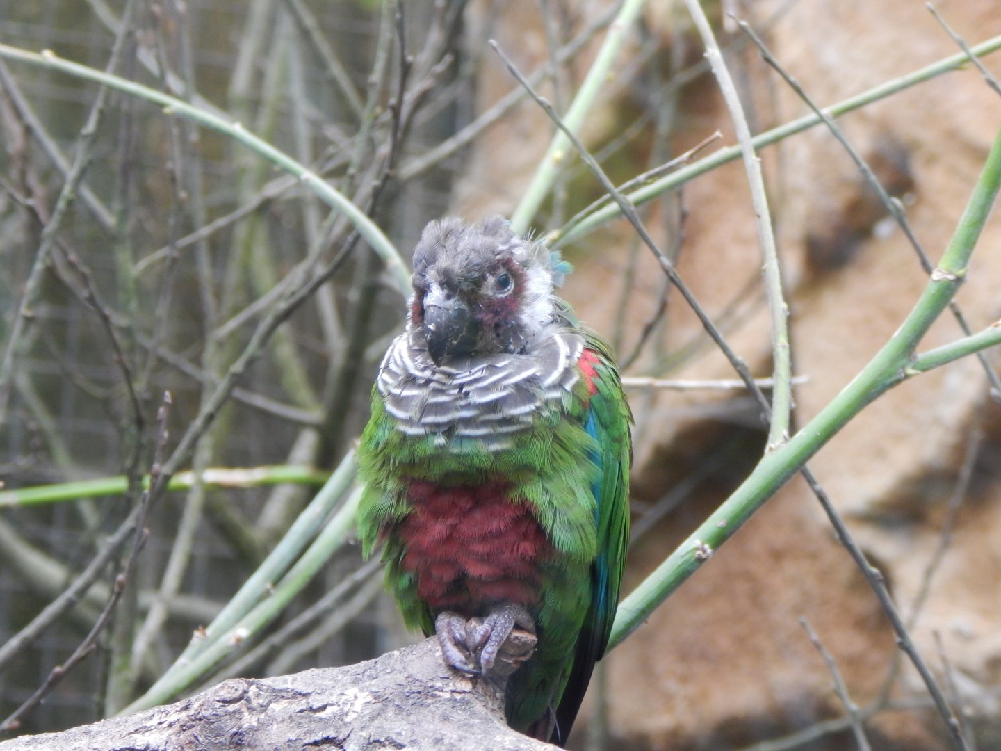 Grey-breasted parakeet 150522