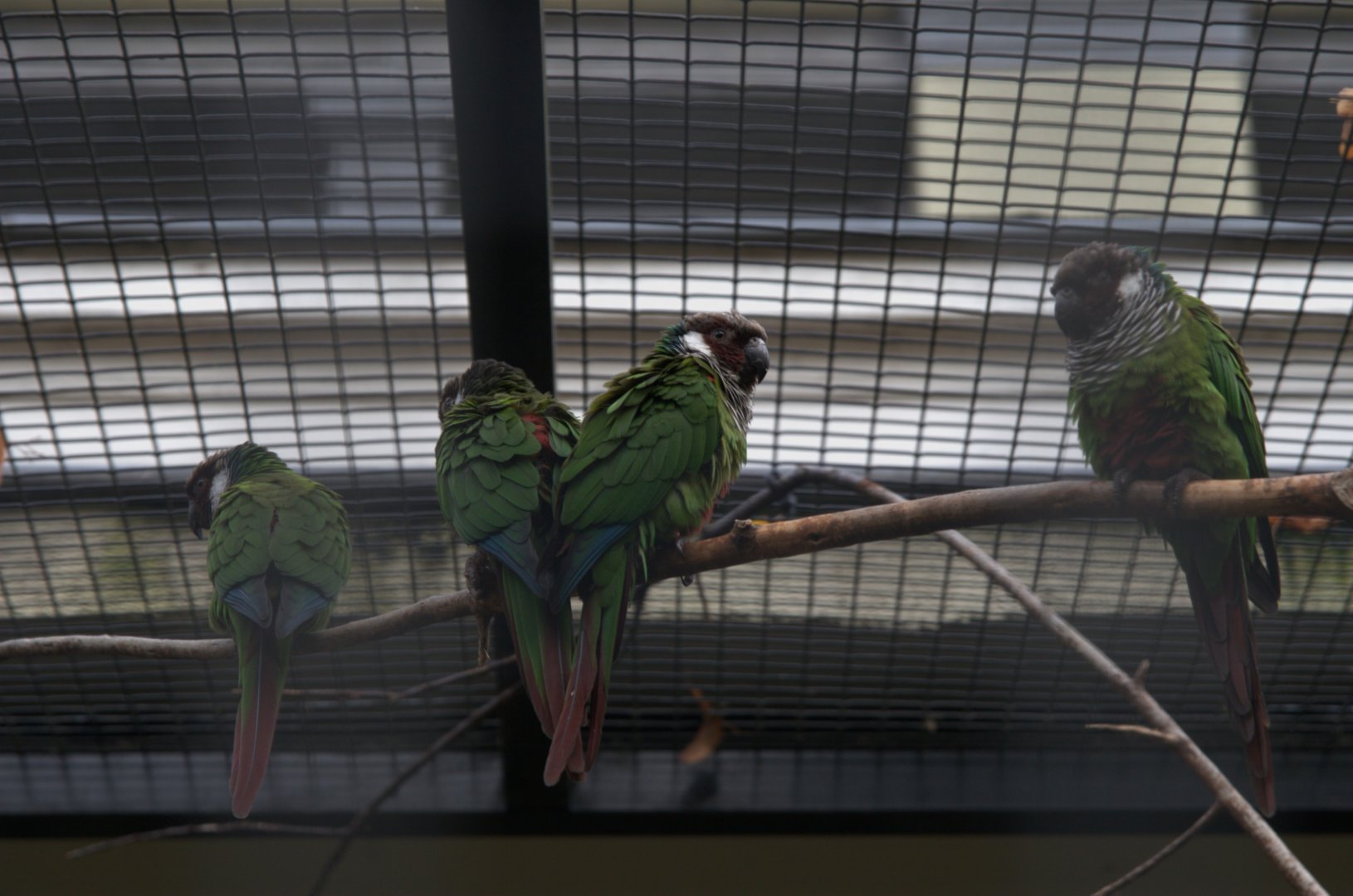 Grey-breasted Parakeet (Pyrrhura griseipectus), 31-10-25