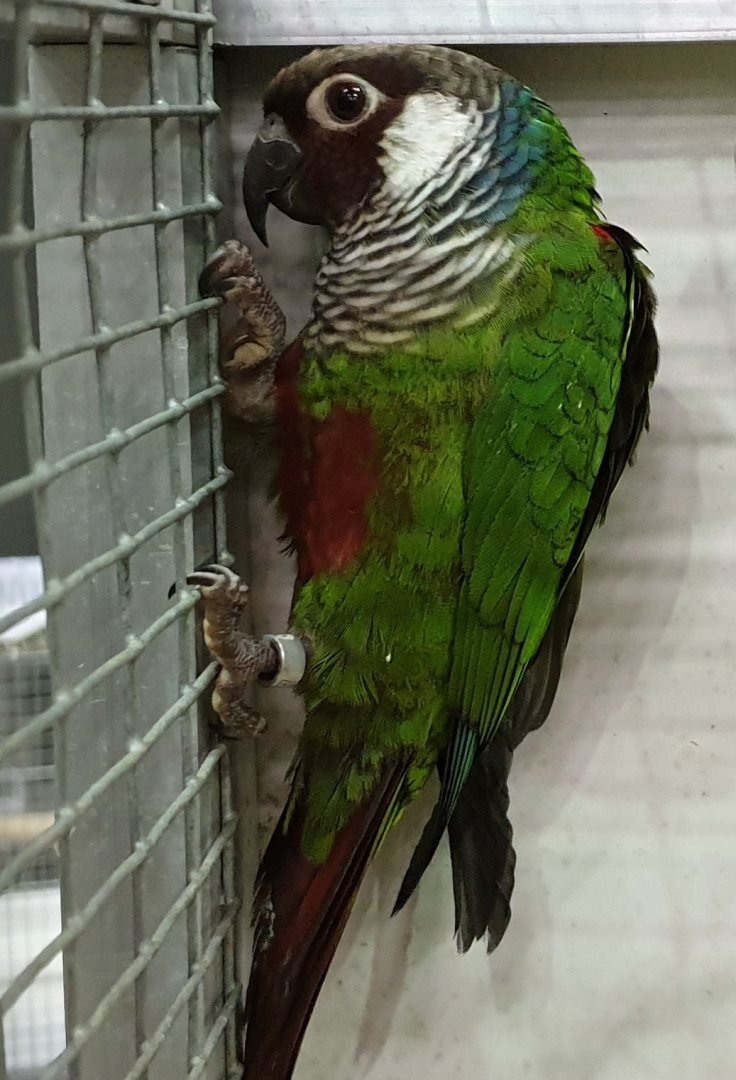 Grey-breasted parakeet - Pyrrhura griseipectus