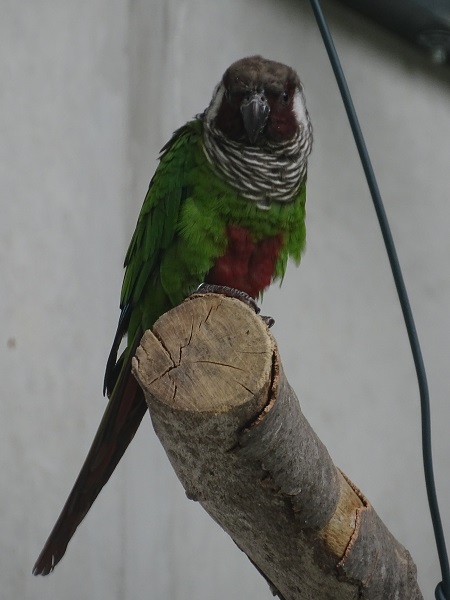 Grey-breasted parakeet (Pyrrhura griseipectus)