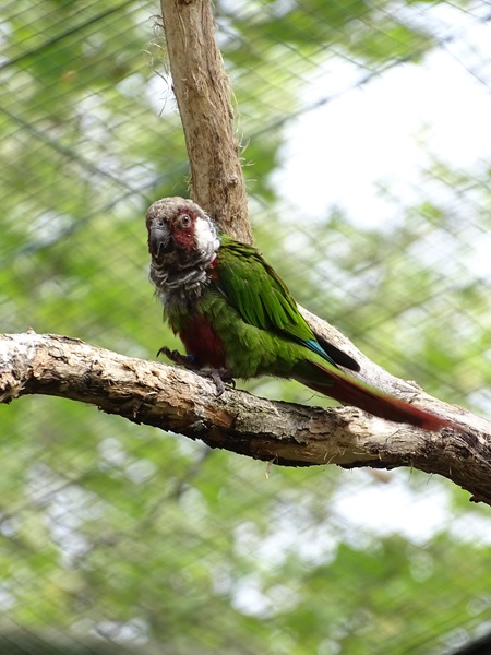 Grey-breasted parakeet (Pyrrhura griseipectus)