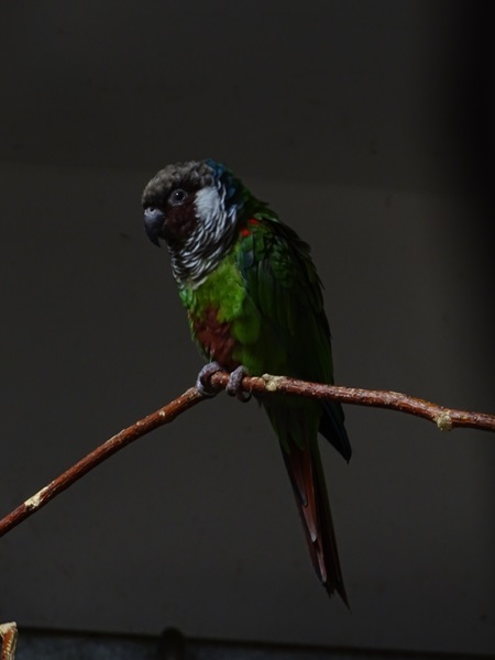 Grey-breasted parakeet (Pyrrhura griseipectus)