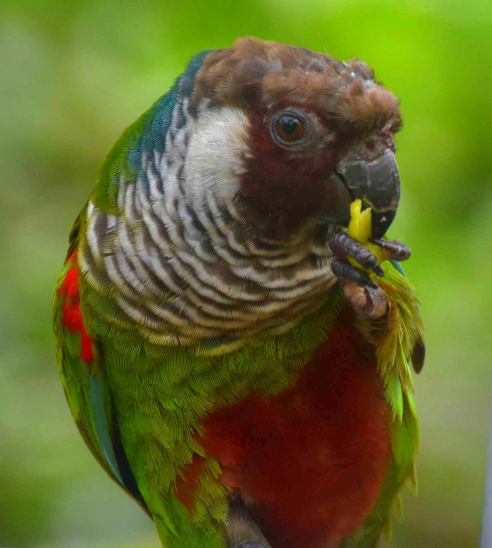Grey-breasted Parakeet (Pyrrhura griseipectus)