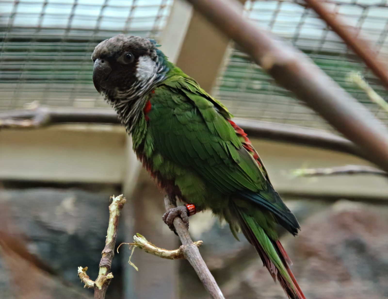 Grey-breasted parakeet (Pyrrhura griseipectus)