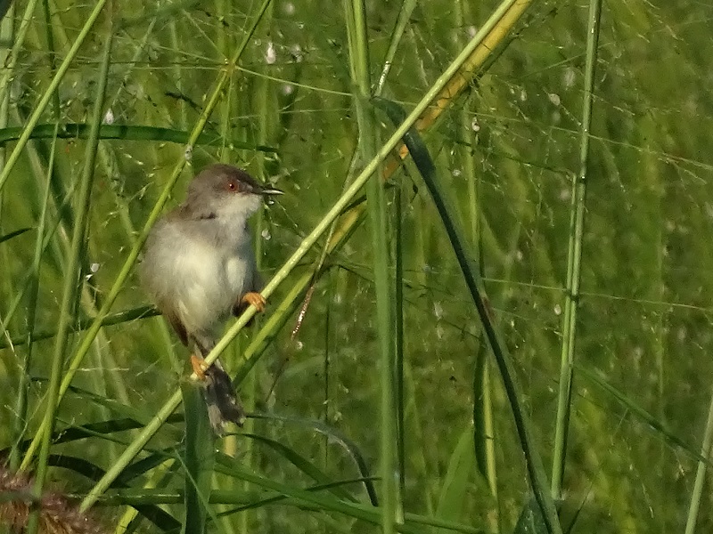 Grey-breasted prinia (Prinia hodgsonii erro)