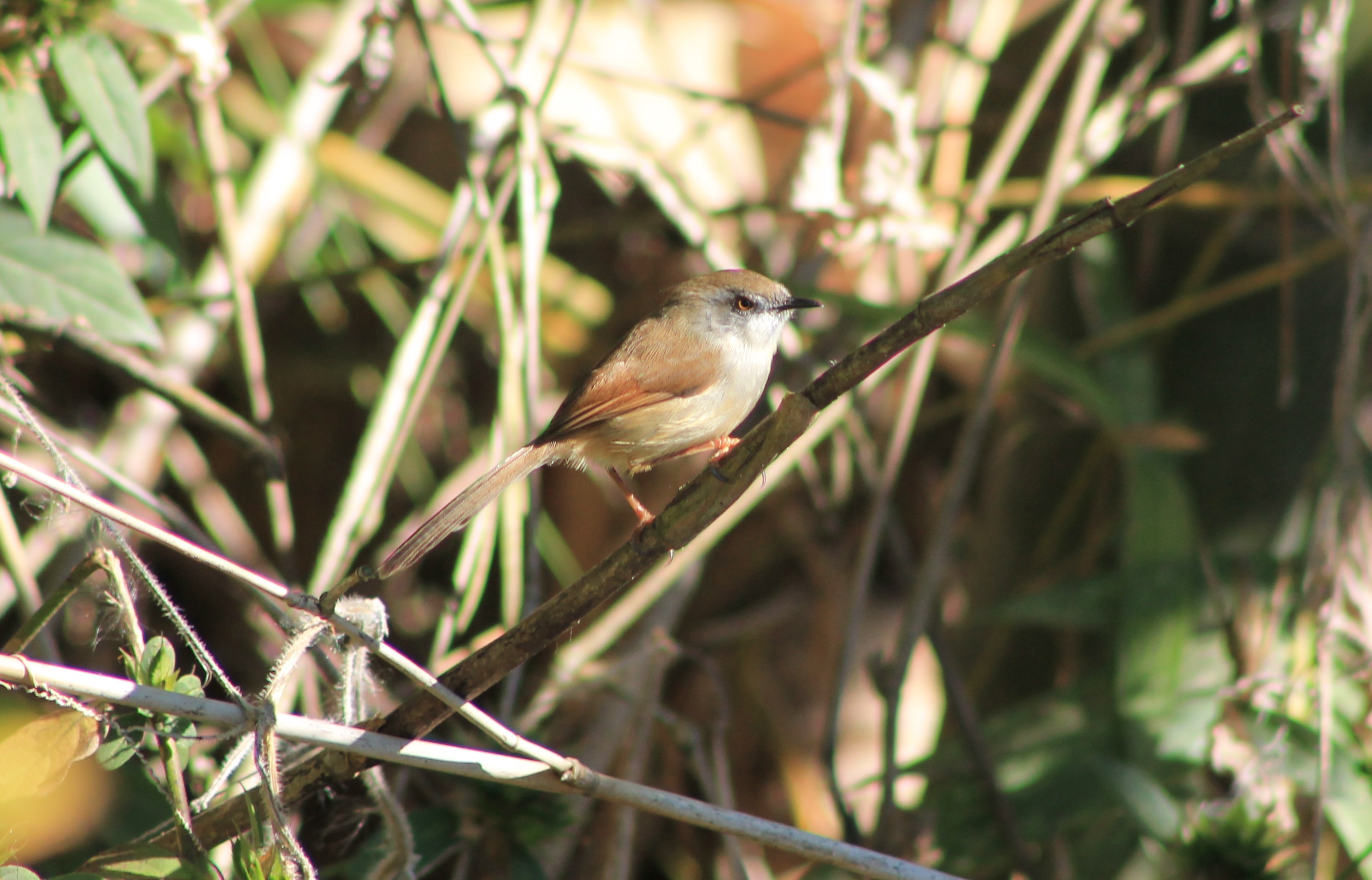 Grey-breasted Prinia (Prinia hodgsonii)