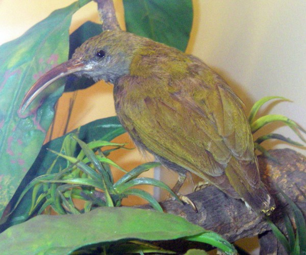 Grey-breasted Spiderhunter (Arachnothera modesta) (taxidermy)