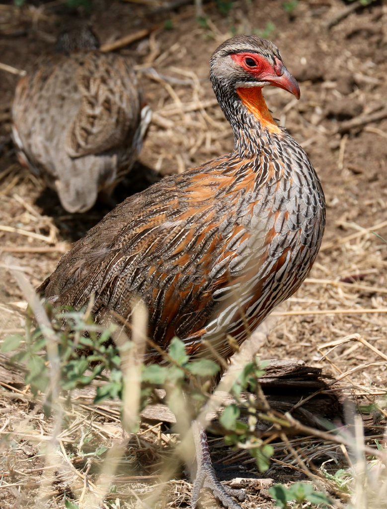 Grey-breasted Spurfowl