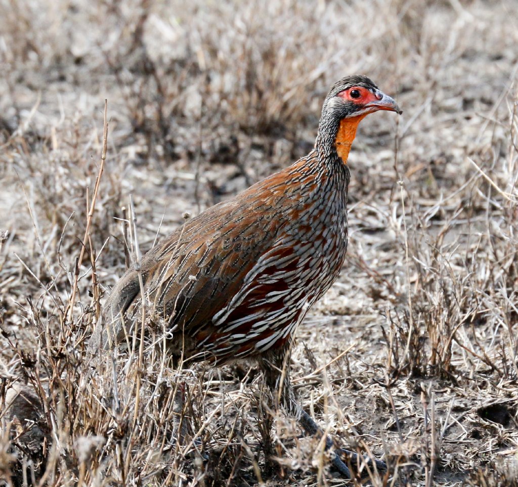 Grey-breasted Spurfowl