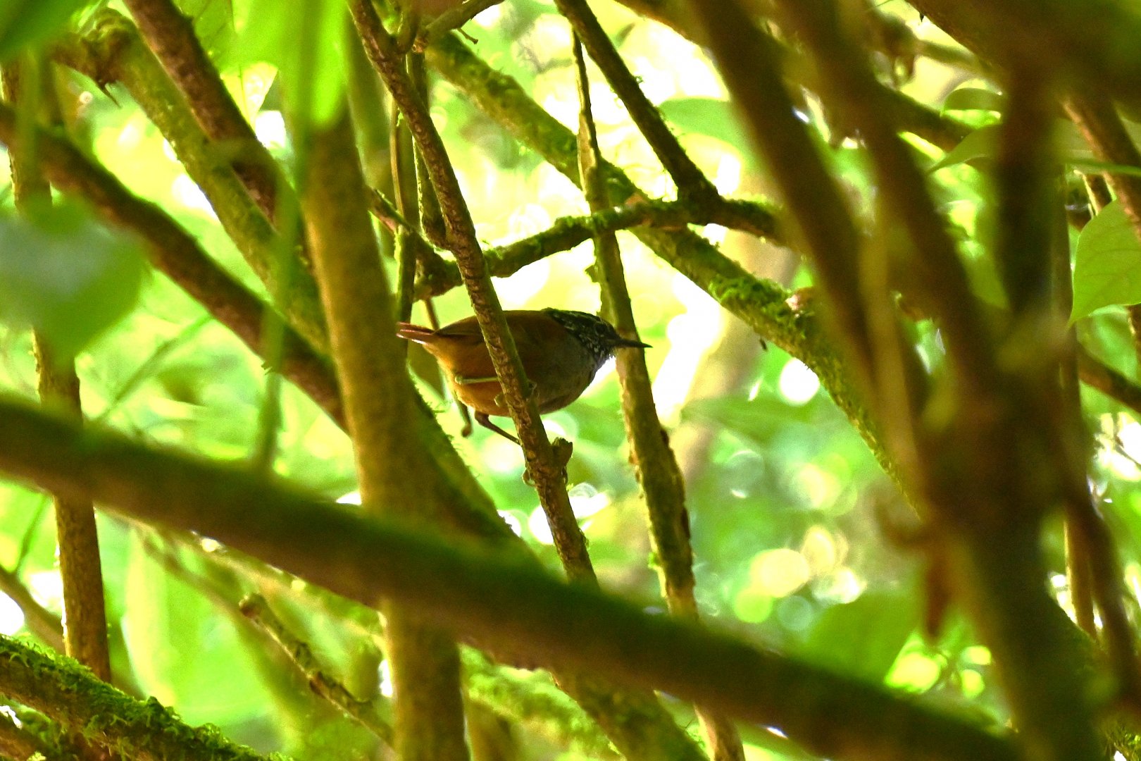 Grey-breasted Wood-wren (Henicorhina leucophrys)