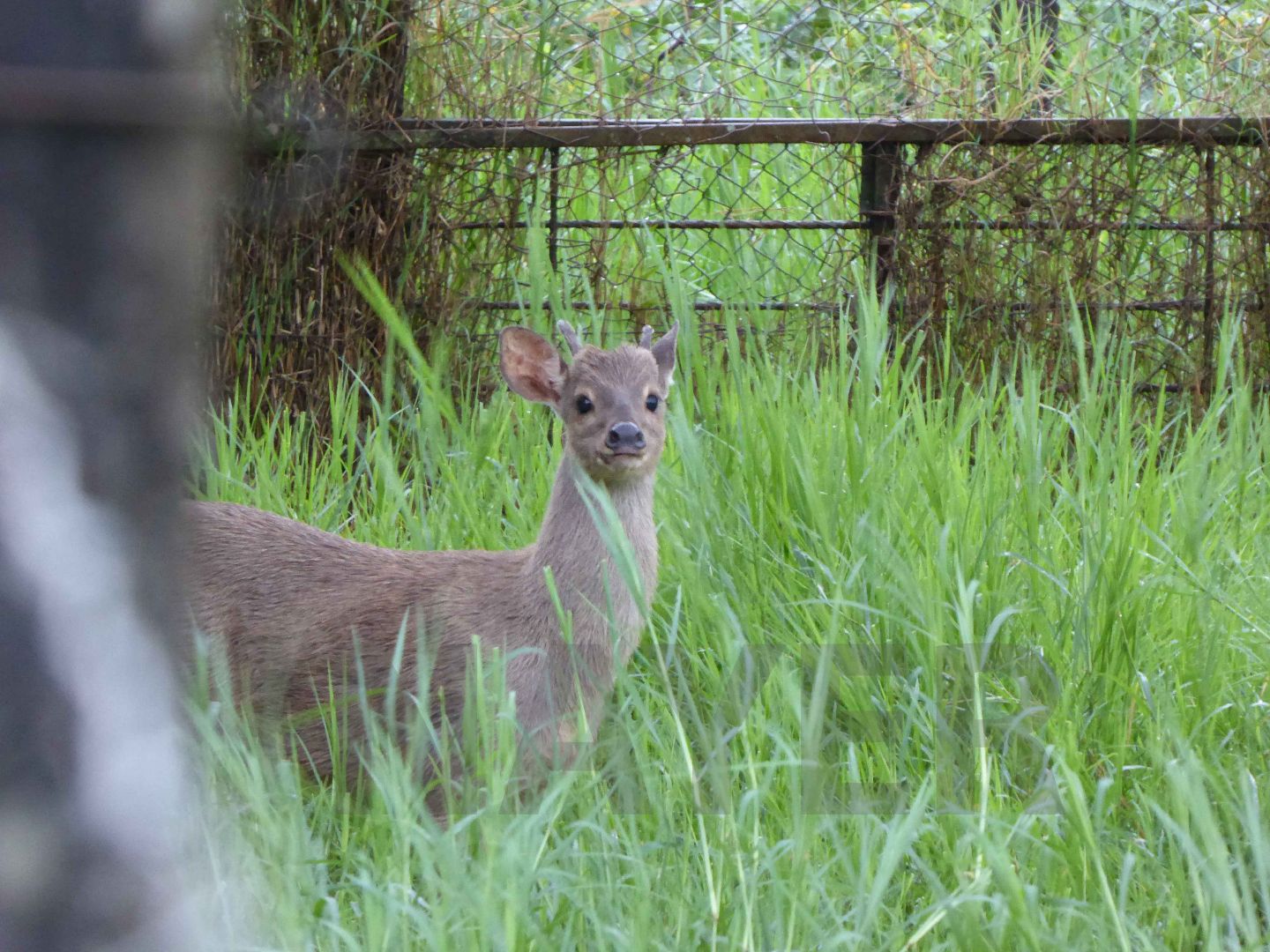 Grey brocket, April 2016